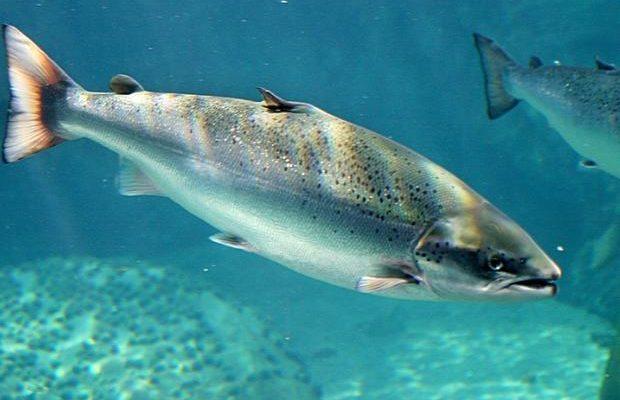 Salmo salar