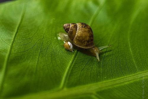 Samoana fragilis