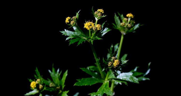 Sanicula mariversa