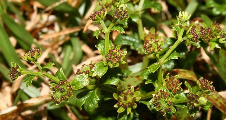 Sanicula purpurea