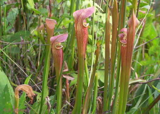 Sarracenia rubra ssp. jonesii