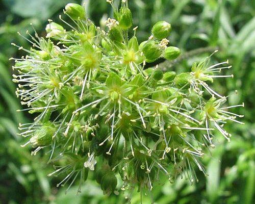 Schiedea helleri