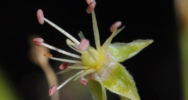 Schiedea kauaiensis