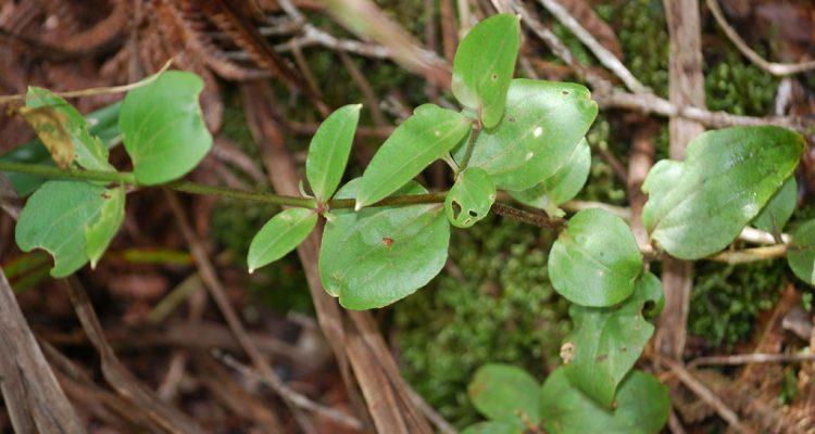 Schiedea lychnoides