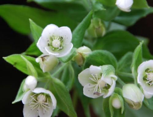 Schiedea lydgatei