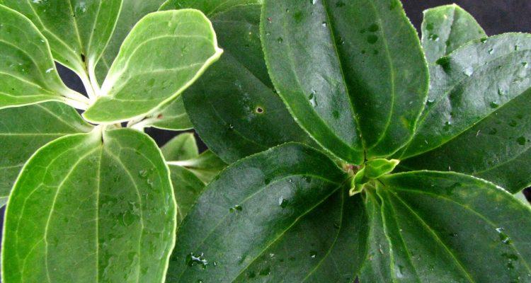 Schiedea obovata