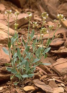 Schoenocrambe barnebyi