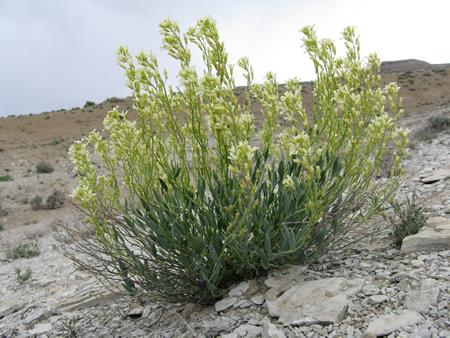 Schoenocrambe suffrutescens