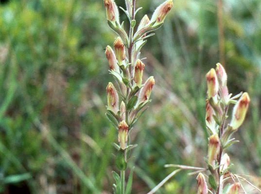 Schwalbea americana