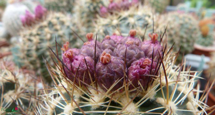 Sclerocactus brevispinus
