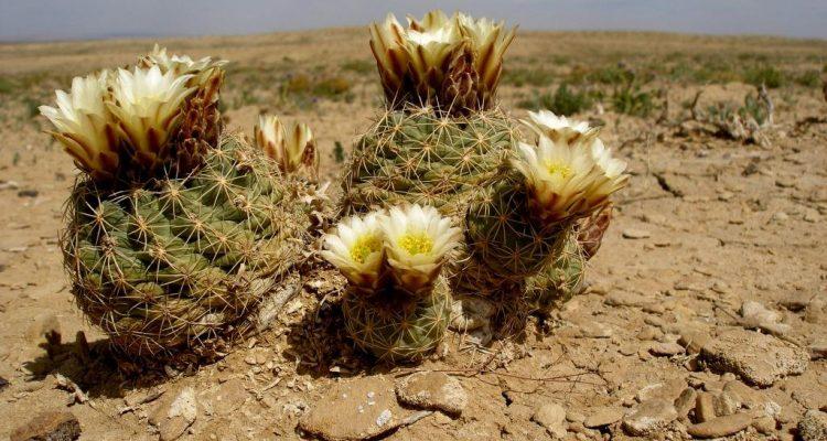 Sclerocactus mesae-verdae