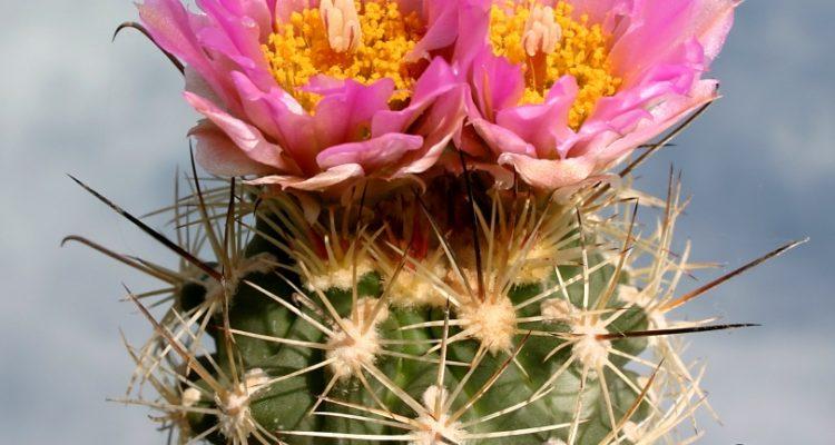 Sclerocactus wetlandicus