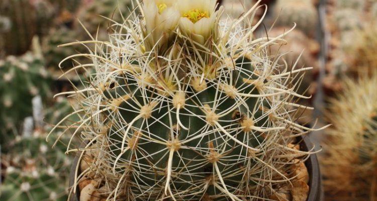 Sclerocactus wrightiae
