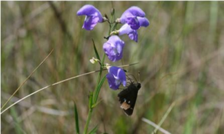 Scutellaria floridana