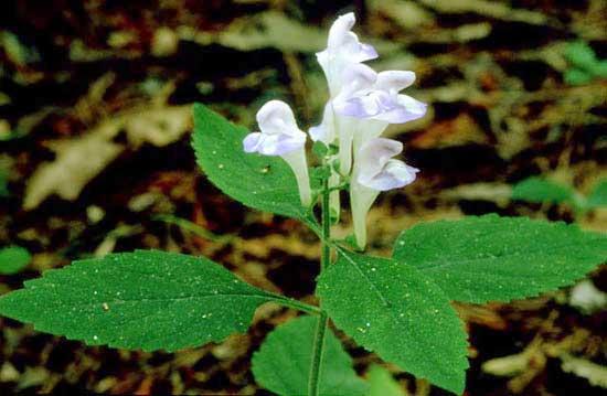 Scutellaria montana