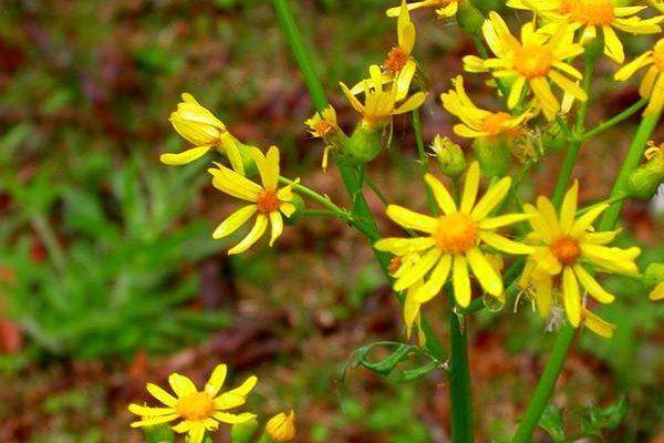 Senecio layneae