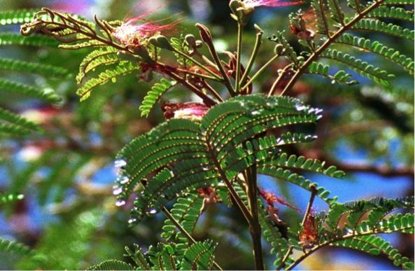 Serianthes nelsonii