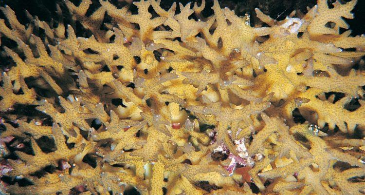 Seriatopora aculeata