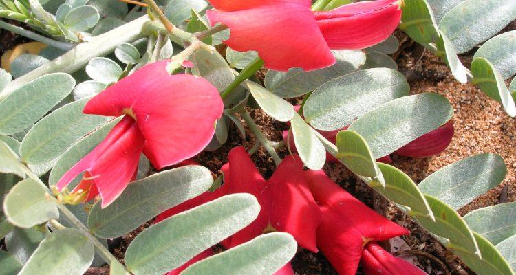 Sesbania tomentosa