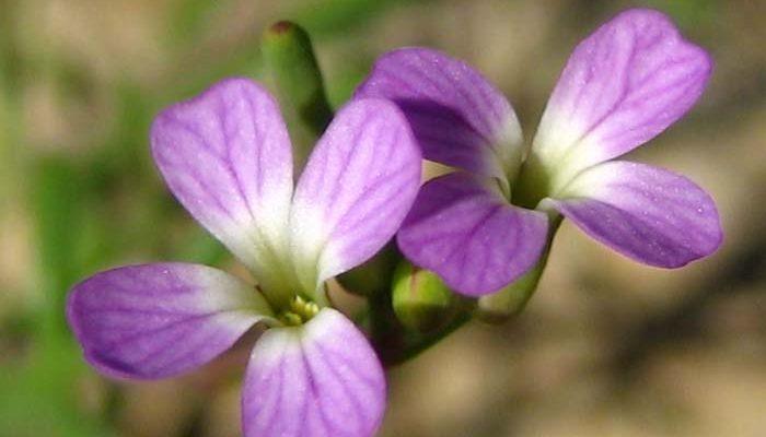 Sibara filifolia