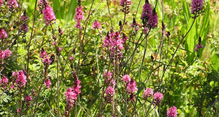 Sidalcea nelsoniana