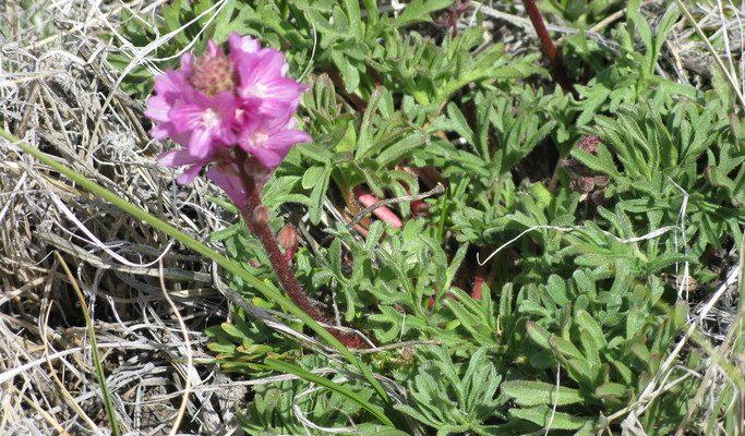 Sidalcea pedata