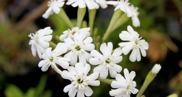 Silene perlmanii
