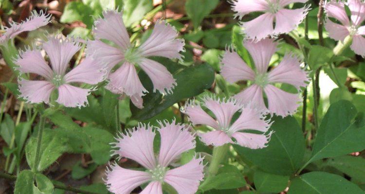 Silene polypetala