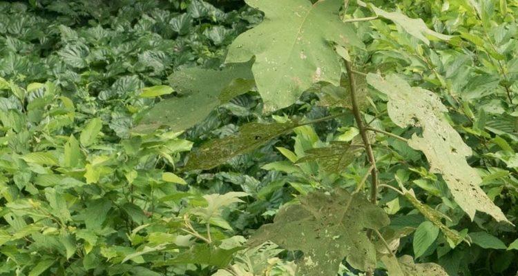 Solanum guamense