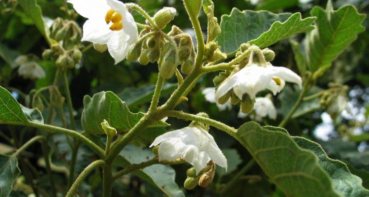 Solanum incompletum