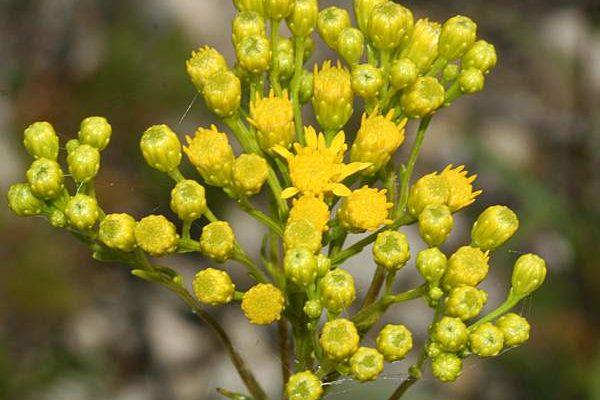 Solidago houghtonii