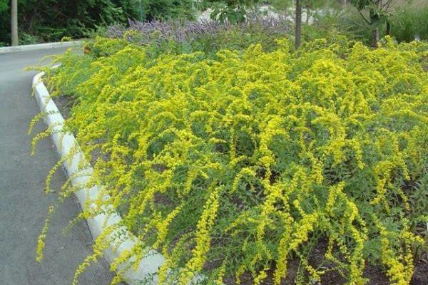 Solidago shortii