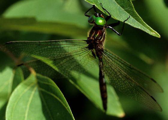 Somatochlora hineana