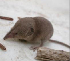 Sorex ornatus relictus