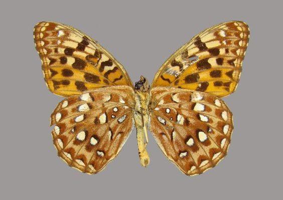 Speyeria zerene behrensii