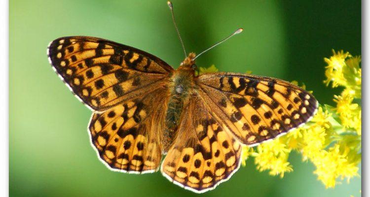Speyeria zerene hippolyta
