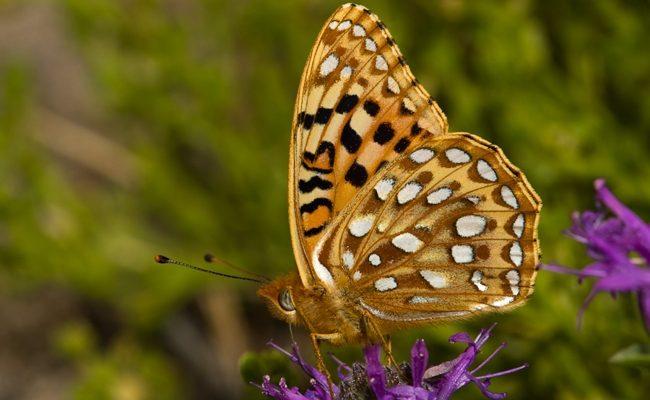 Speyeria zerene myrtleae