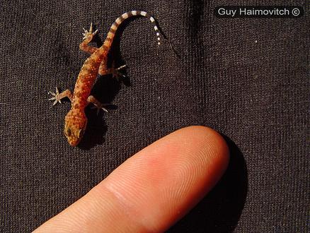 Sphaerodactylus micropithecus