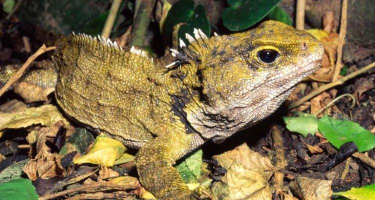 Sphenodon punctatus