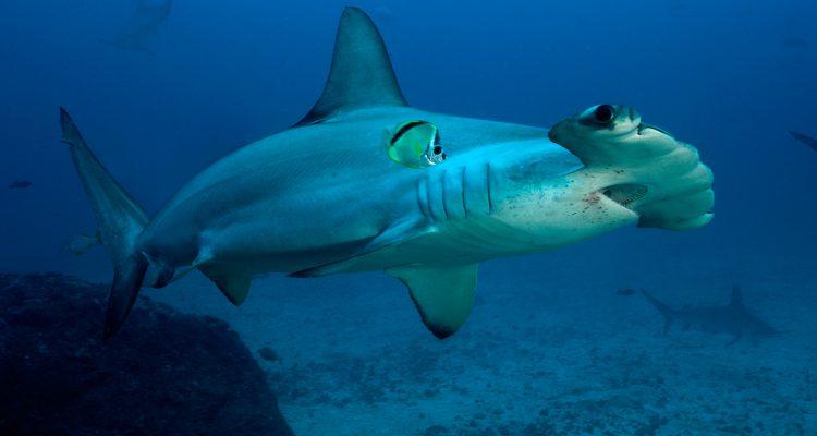 Sphyrna lewini