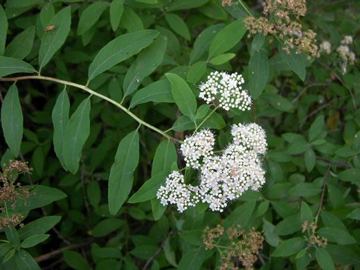 Spiraea virginiana