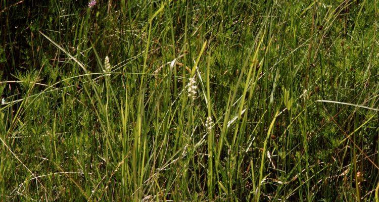 Spiranthes delitescens