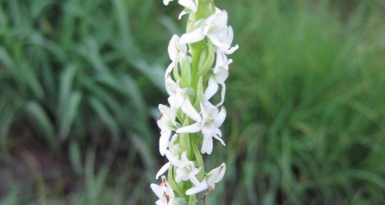 Spiranthes diluvialis
