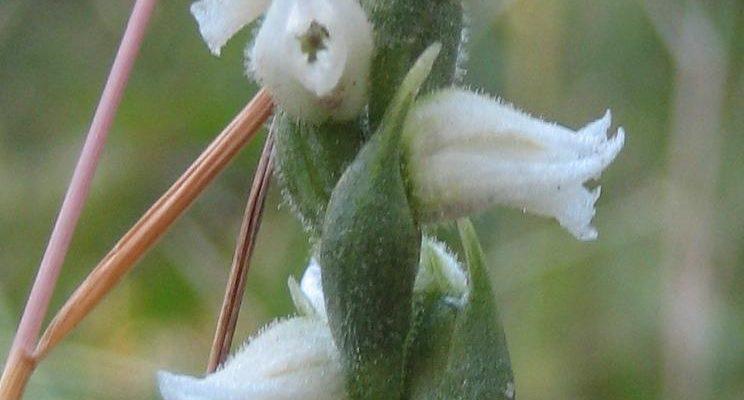 Spiranthes parksii