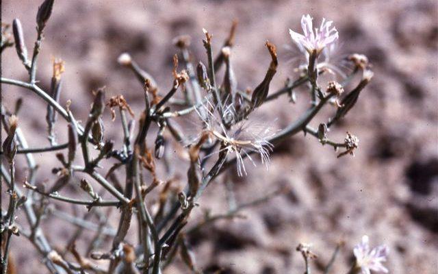 Stephanomeria malheurensis
