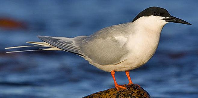 Sterna dougallii dougallii