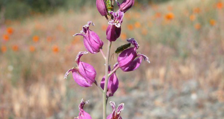 Streptanthus albidus ssp. albidus
