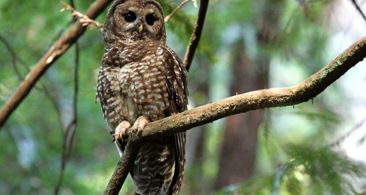 Strix occidentalis caurina