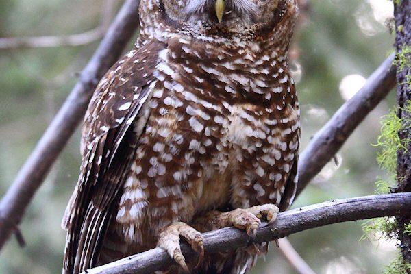 Strix occidentalis lucida