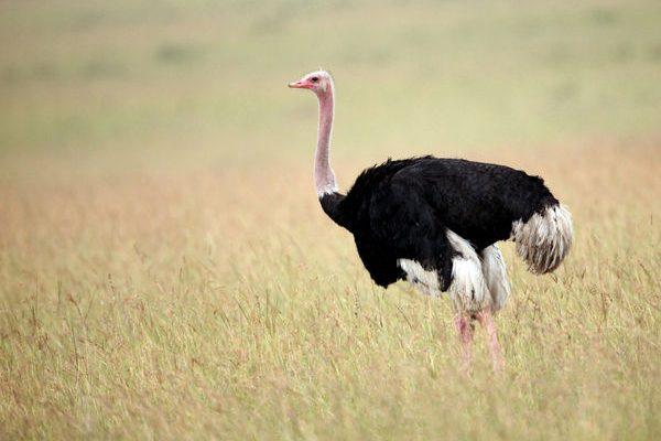 Struthio camelus spatzi